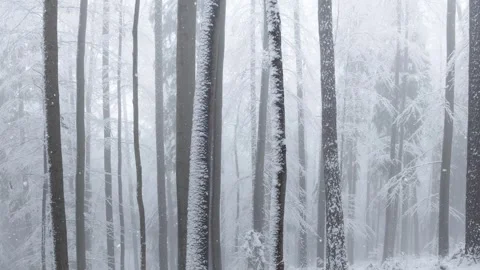 Alpine winter snowy forest trees during snow falling Video stock 324185029