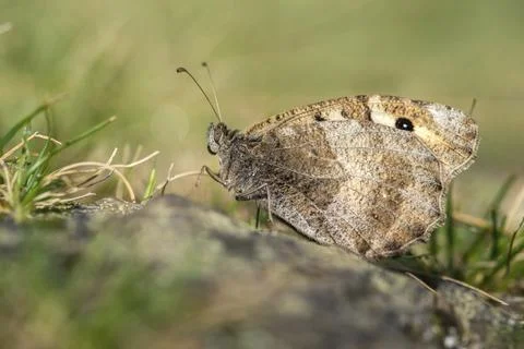 Alpine Witch, Mountain Witch, Chazara Briseis, Hermit, Steppe Porter, Butterfly, Stock Photos