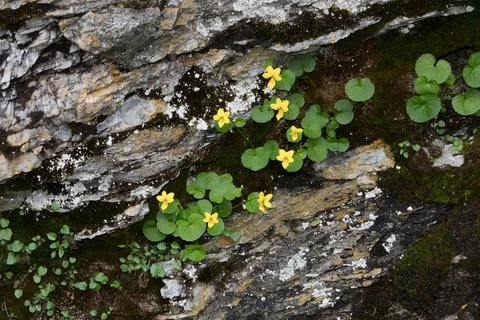 Alpine yellow-violet Stock Photos