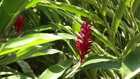 ALPINIA PLANT Stock Footage 306692776