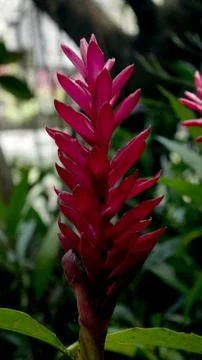 Alpinia purpurata also called Red Ginger Stock Photos