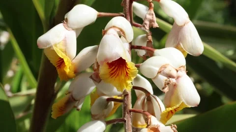 Alpinia zerumbet 003 Stock Footage 279382829