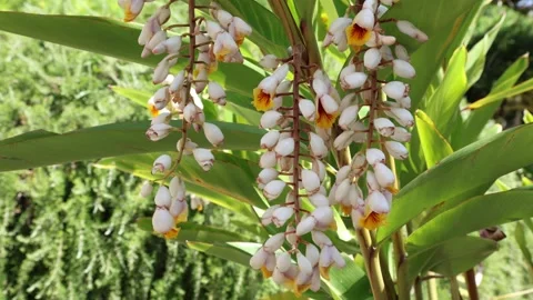 Alpinia zerumbet Stock Footage 278967093