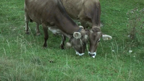 The alps caws Stock Footage 80926371