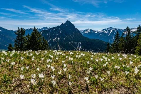 Alps crocuses spring flowers on a mountain meadow in Tannheimer valley Stock Photos