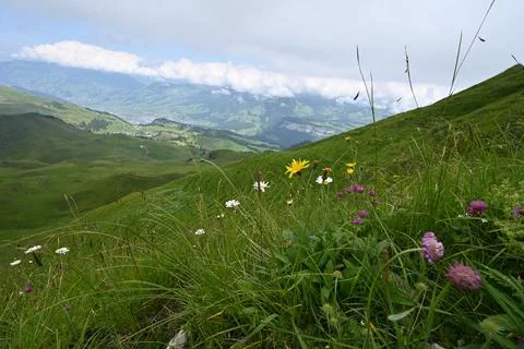 Alps flower Stock Photos