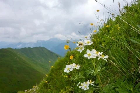 Alps mountain Stock Photos