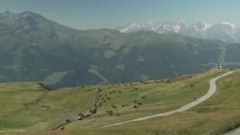 Alps Mountains and herd of cows in a field, Verbier, Switzerland Stock Footage 101575455