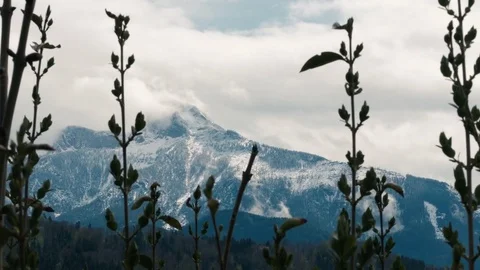 Alps mountains view through the trees Video stock 74919375