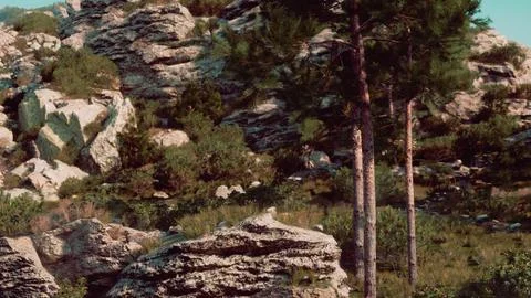 In the Alps, a plethora of trees are bathed in bright sunlight Stock Illustration