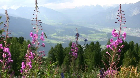 Alps in Summer  库存影片 419700