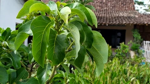 ALPUKAT TREE Stock Footage 145898816