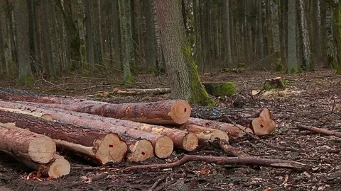 Already sawn old trees in the forest, logging site Video stock 73767404