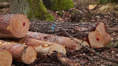 Already sawn old trees in the forest, logging site Stock Footage 73767475