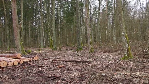Already sawn old trees in the forest, logging site Stock Footage 73767625