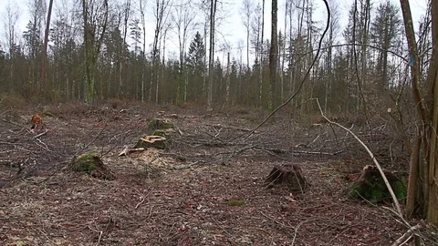 Already sawn old trees in the forest, logging site Video stock 73768258