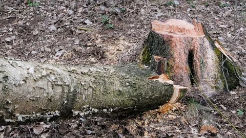 Already sawn tree in the forest Stock Footage 74374247