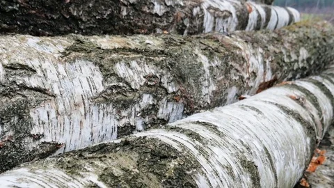 Already sawn tree in the forest Stock Footage 74374811