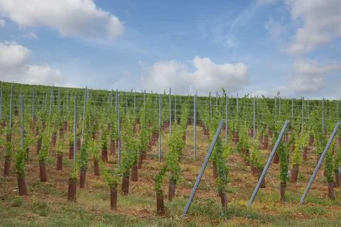 Alsacian vineyard Stock Photos