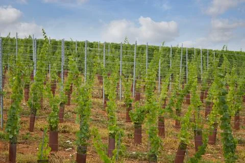 Alsacian vineyard Foto stock