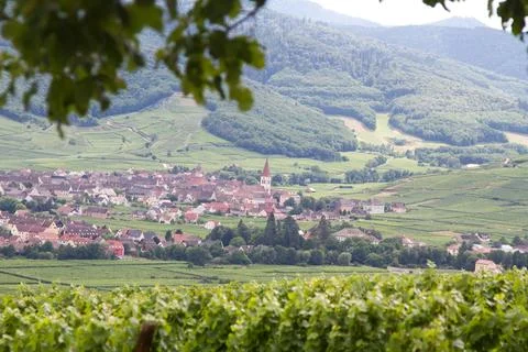 Alsacian vineyard Stock Photos