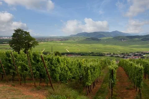 Alsacian vineyard Stock Photos