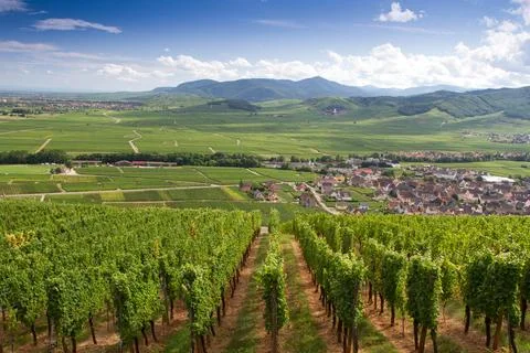 Alsacian vineyard Stock Photos