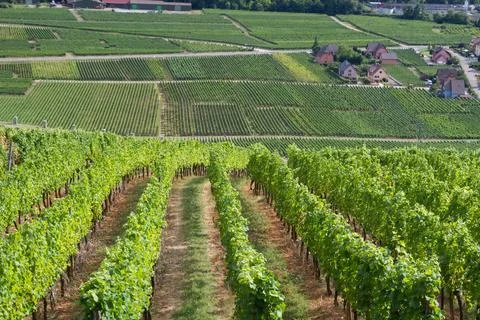 Alsacian vineyard Stock Photos