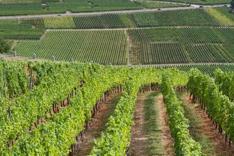 Alsacian vineyard Stock Photos