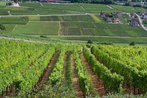 Alsacian vineyard Stock Photos