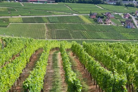 Alsacian vineyard Stock Photos