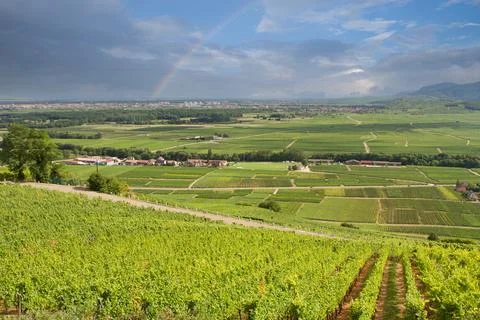 Alsacian vineyard Stock Photos