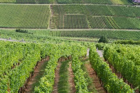 Alsacian vineyard Stock Photos