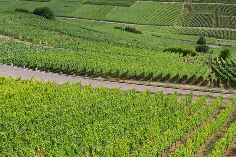 Alsacian vineyard Stock Photos