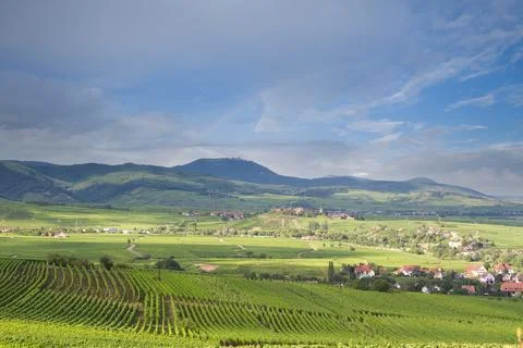 Alsacian vineyard Foto stock