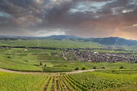 Alsacian vineyard Stock Photos