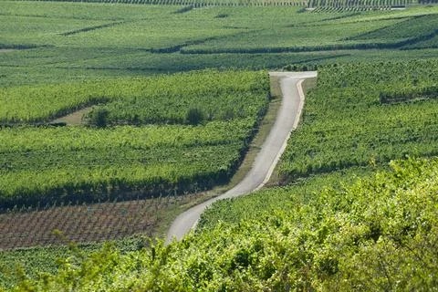 Alsacian vineyard Stock Photos