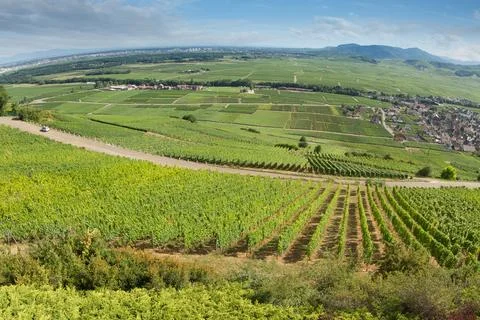 Alsacian vineyard Stock Photos