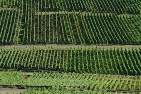 Alsacian vineyard Foto stock