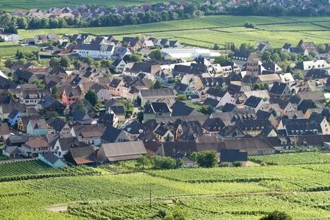 Alsacian vineyard Stock Photos