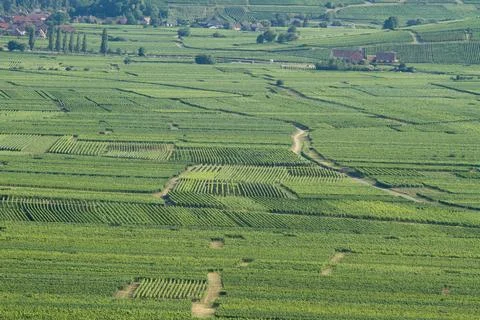 Alsacian vineyard Stock Photos