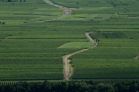 Alsacian vineyard Stock Photos