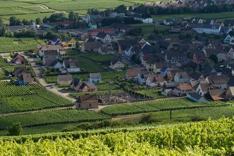 Alsacian vineyard Stock Photos