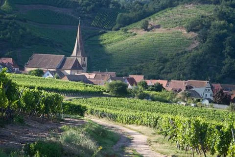 Alsacian vineyard Stock Photos