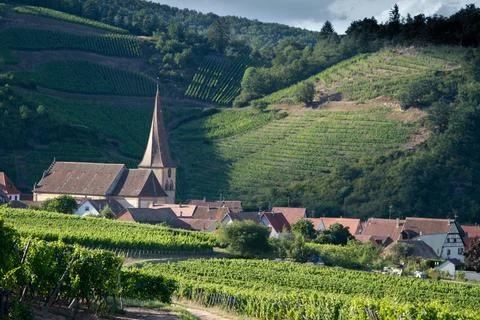 Alsacian vineyard Stock Photos