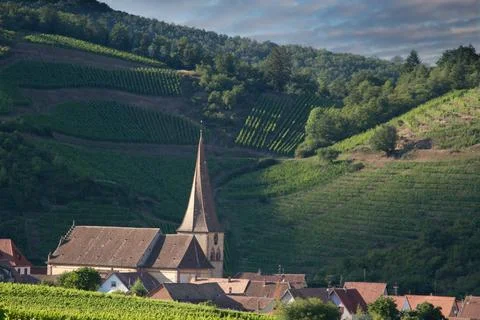 Alsacian vineyard Stock Photos