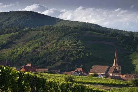 Alsacian vineyard Stock Photos