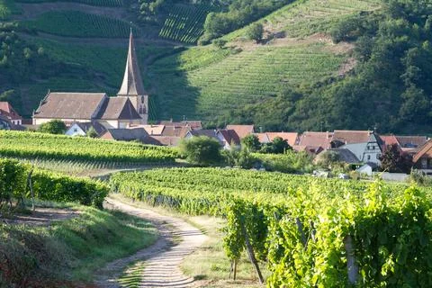 Alsacian vineyard Foto stock