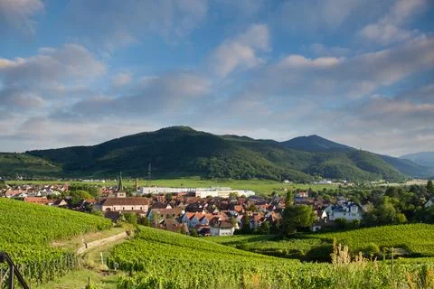 Alsacian vineyard Foto stock