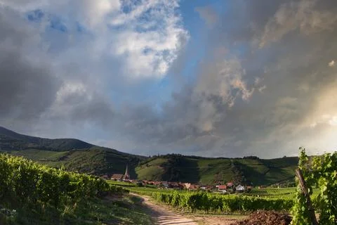 Alsacian vineyard Foto stock